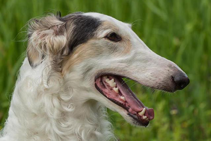 Borzoi - levriero russo 